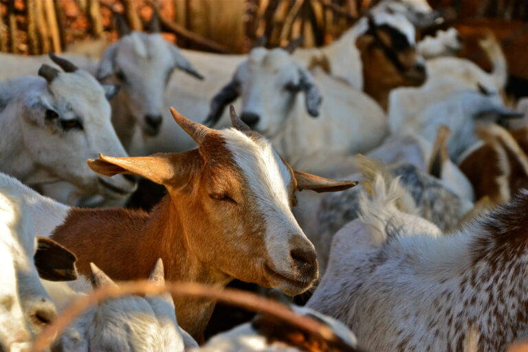 Poultry & Goats Farmers (SHEVAX)